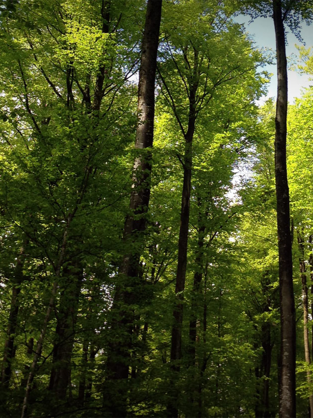 3r-wald-holz-portrait